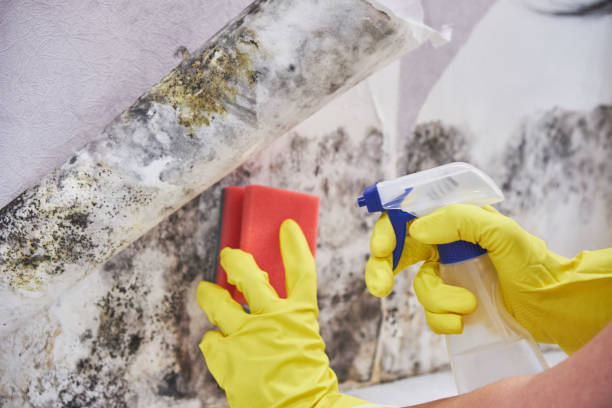 Best Mold Odor Removal Services  in Mount Vernon, IL